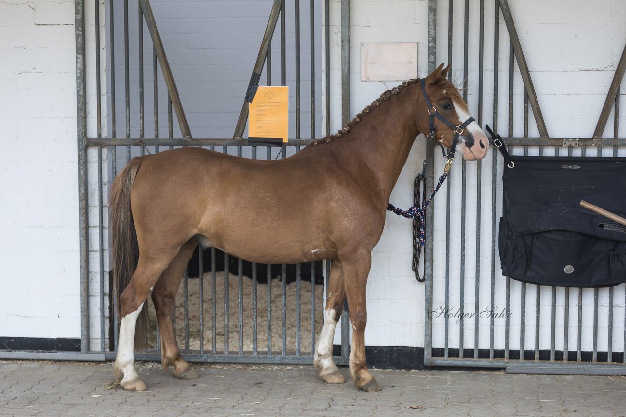 Bild 269 - Pony Akademie Turnier